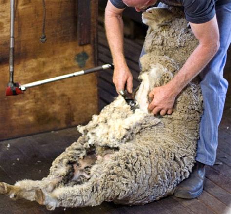 Sheep Shearing: Simple Steps For Beginners