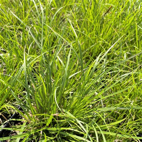 Carex pensylvanica (Pennsylvania Sedge) - Cavano's Perennials