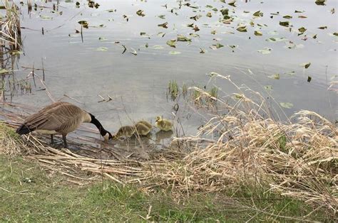 Medina County Park District reopens four more park areas - cleveland.com