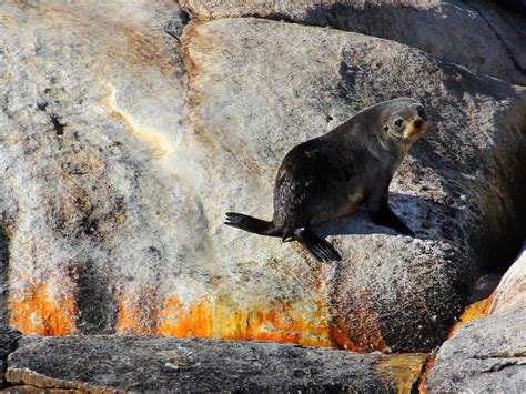 Bay of Fires Eco Tours | Tour | Discover Tasmania