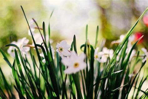 Ultimate Guide to the Narcissus Flower Meaning & Symbolism - Petal Republic