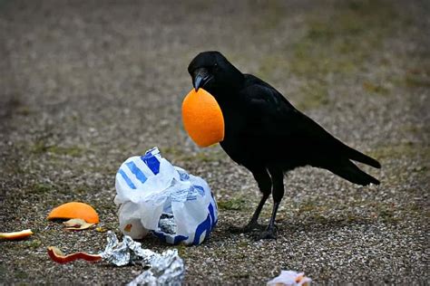 What do crows eat? From nuts and seeds to carrion and in between