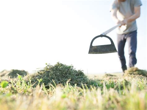 What Is A Dutch Hoe: How To Use A Dutch Hoe In The Garden