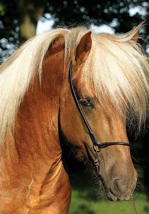 Chestnut Based Icelandic Horse Colors