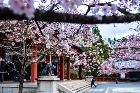 Why 2021's Kyoto Cherry Blossoms Were My Favorite (So Far)