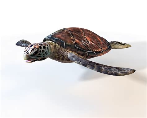 3D turtle rigged - TurboSquid 1551946