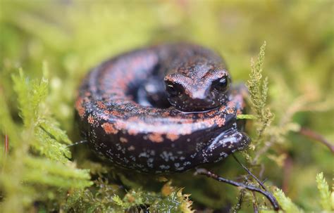 Species Spotlight: Oregon Slender Salamander - Columbia Land Trust