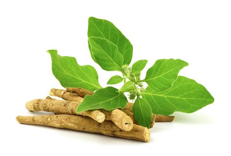 What is Ashwagandha and How is it Used? | Centrum