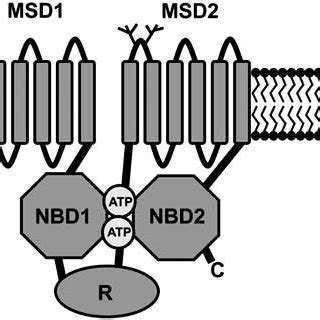 Biogenesis of the CFTR protein. The CFTR protein is translated and ...