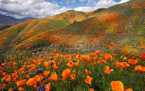 This Live Stream Shows Incredible Views of California's Blooming Poppy Fields | Better Homes ...