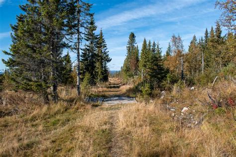 Autumn Scene on Hedmarksvidda in Hedmark County Norway Stock Image ...