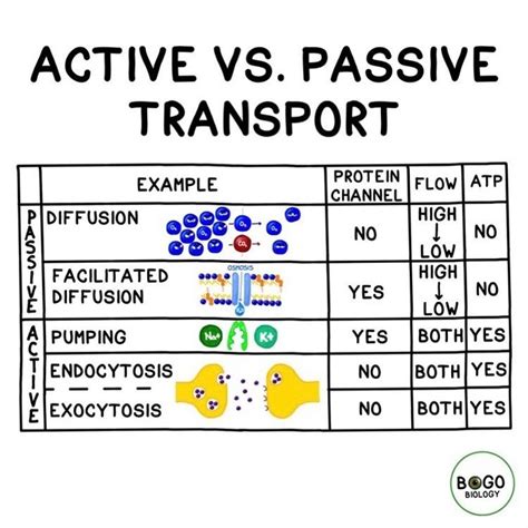 Active vs. Passive Transport! When transport does not require energy ...