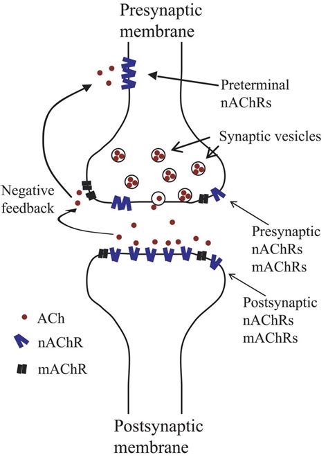 Putative locations of neuronal nicotinic acetylcholine receptors. ACh ...