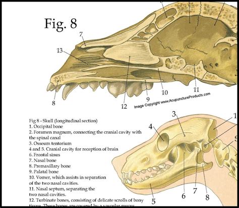 Dog Skeletal Skull Anatomy Poster 18 X 24 - Etsy