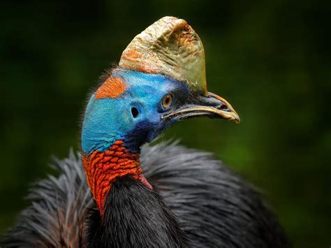 What Do Cassowaries Eat? (Full Diet, Habits and Behavior) | Birdfact