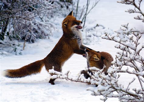 "Foxes In The Snow" Card - Fox Guardians