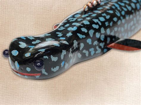 Black Spotted Salamander | Rodecoys