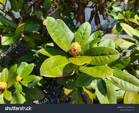 641 Rhododendron home bush Images, Stock Photos & Vectors | Shutterstock