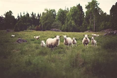 Sheep On Pasture Free Stock Photo - Public Domain Pictures