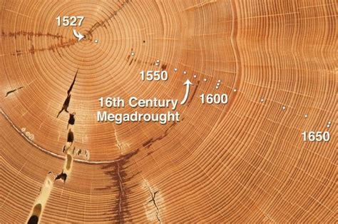 DENDROCHRONOLOGY