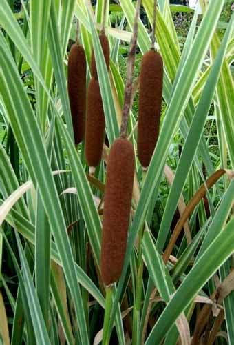 Variegated Cattail Pond Plant - Pond Grasses, Rushes & Reeds - Hydrosphere Water Gardens