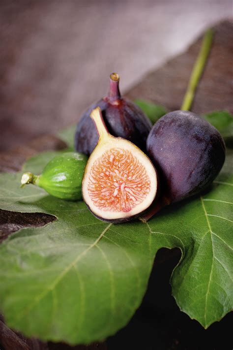 How to Grow Fig Tree at Home, A Growing Guide - Everything About Garden