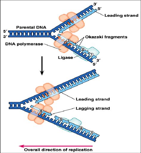 4): Leading strand, lagging strand and Okazaki fragment. | Download ...