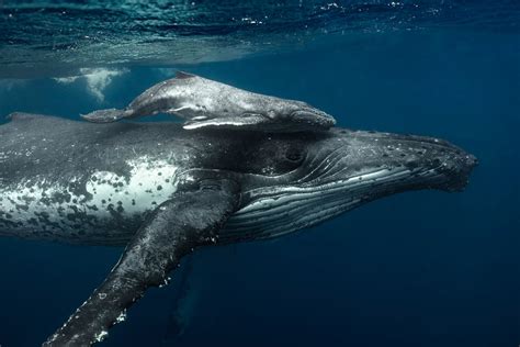 Download Humpback Whale Baby Animal Underwater Sea Life Animal Whale HD Wallpaper