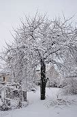 Image libre: hiver, nature, macro, gel, flocon de neige, neige, fruit, plein air, des glaces, tree