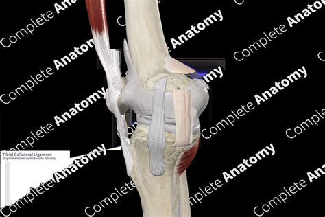 Tibial Collateral Ligament | Complete Anatomy