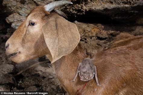 Vampire bat feeding on the neck of a goat : r/batty