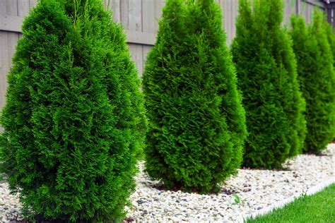 Arborvitae Shrubs And Trees – Common Varieties Of Arborvitae To Grow