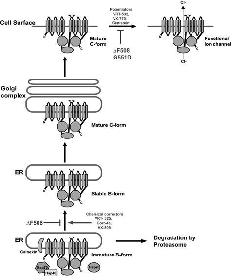 Biogenesis of the CFTR protein. The CFTR protein is translated and... | Download Scientific Diagram