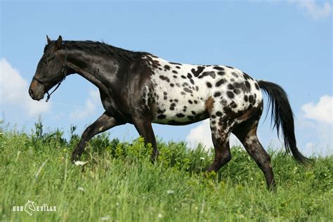 400+ Good Spotted Horse Names (For Stallions and Mares)