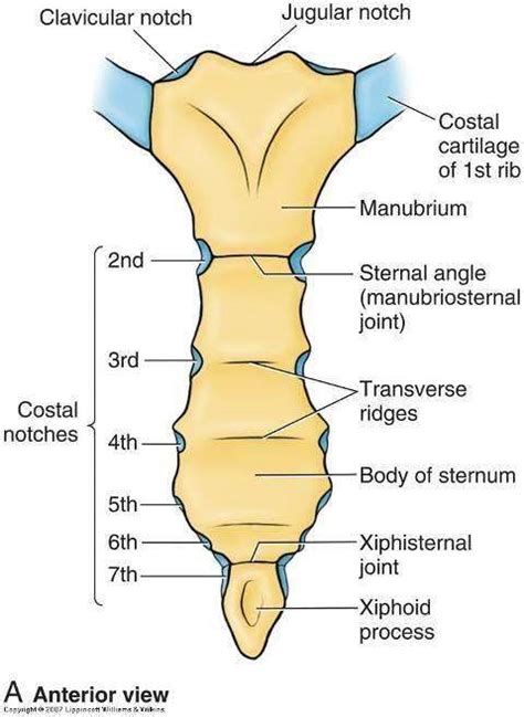 Sternum Diagram Labeled