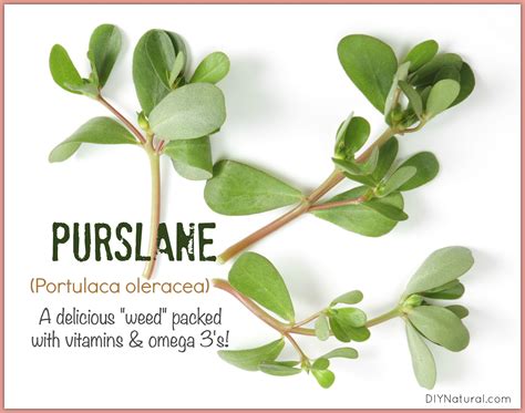 Purslane (Portulaca Oleracea) An Edible and Nutritious Plant