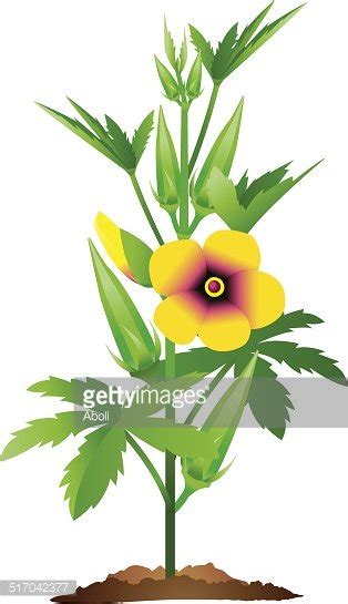 Fully Grown Okra Plant With Okra And Flowers Stock Clipart | Royalty ...