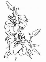 Lilies For Free coloring Page  Download Print Or Color Online sketch template