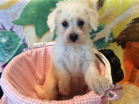 SCHNOODLE Puppies!!!!! for Sale in Waddell, Arizona Classified ...