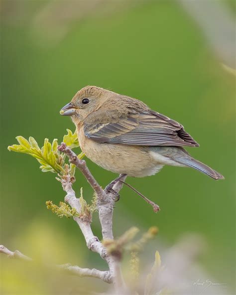 Lazuli Bunting (Female) | This is a female Lazuli Bunting. P… | Flickr