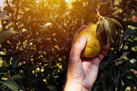 7,400+ Pear Tree Harvesting Stock Photos, Pictures & Royalty-Free Images - iStock