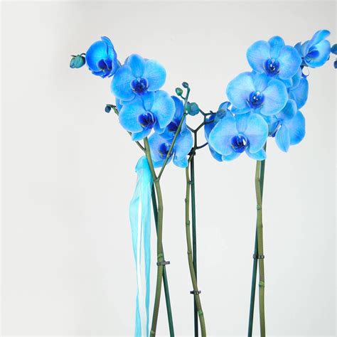 Orquideas Azules