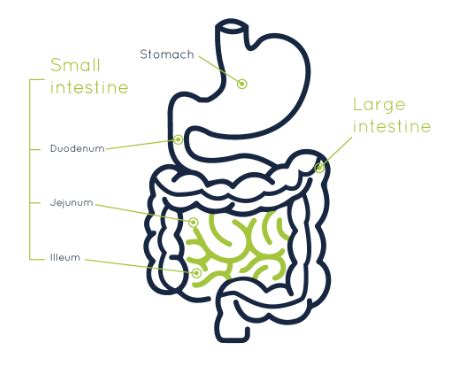 Small Intestine: Parts, Functions, and Diagram