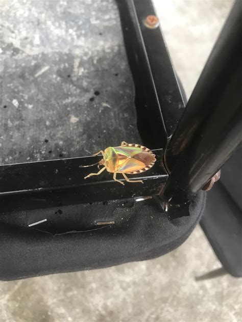 what is this weird-colored one? : r/insects