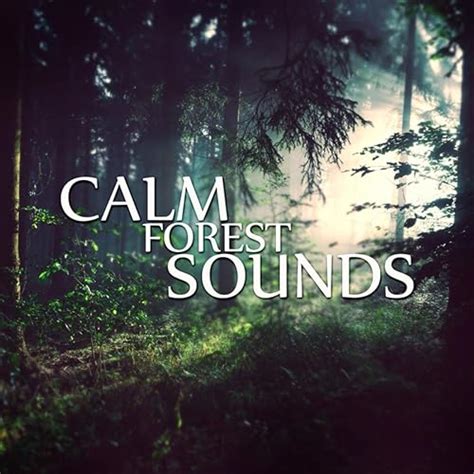 Calm Forest Sounds - Relaxing Sounds and Long Sleeping Songs to Help You Relax at Night, Quiet ...