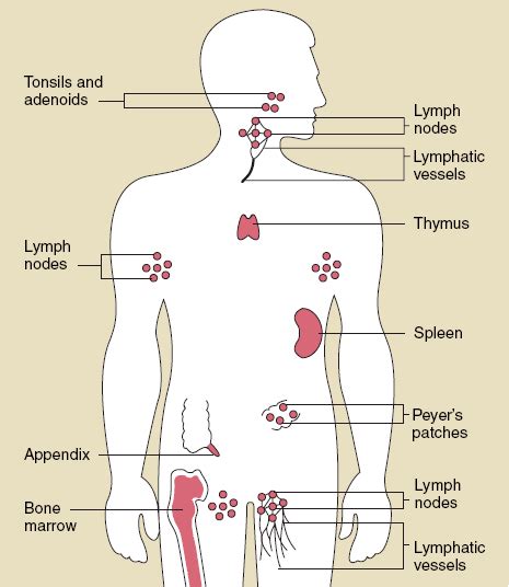 Doctors Gates: lymphoid organs (Organs of the Immune System)