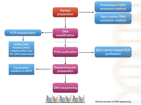 DNA Sequencing: History, Steps, Methods, Applications And Limitations