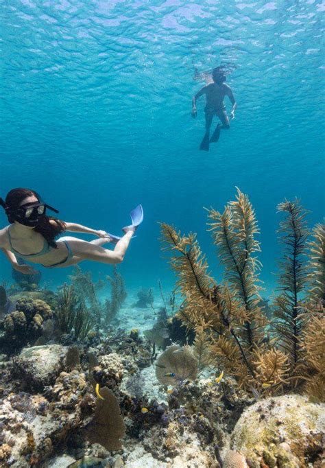 Best Coral Reefs for Snorkeling in The Bahamas | Snorkeling pictures ...