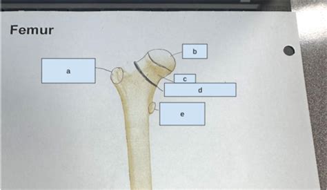 bone anatomy Flashcards | Quizlet