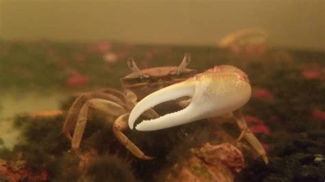 Fiddler Crab Eating Algae - YouTube